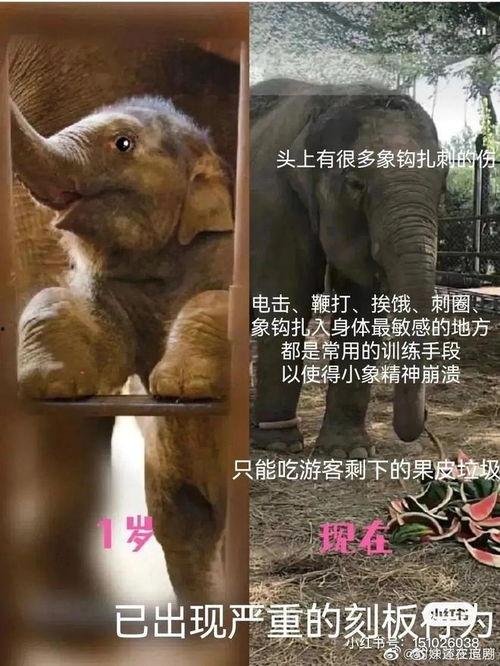 小象莫莉首次爆料视频,独家爆料背后的故事 第2张 小象莫莉首次爆料视频,独家爆料背后的故事 第2张